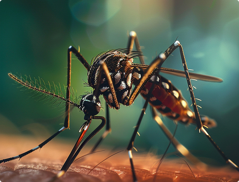 Mosquitos